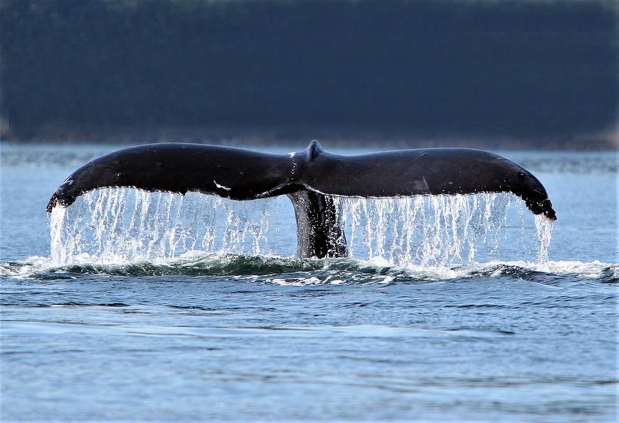 Whale Tail Photograph by Dan Higgins | Fine Art America