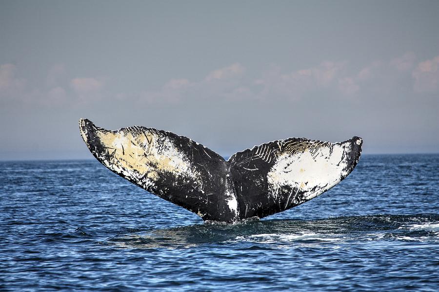 Whale tail Photograph by David Matthews