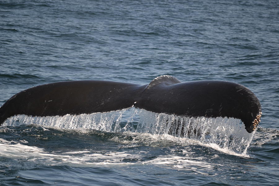 Whale Tail Photograph by Ellen Koplow