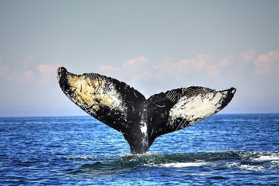 Whale Tail Flap Photograph by David Matthews