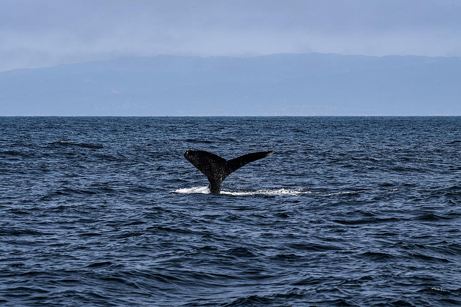 Whale Tail Fluke - Monterrey Bay Photograph by Amazing Action Photo Video