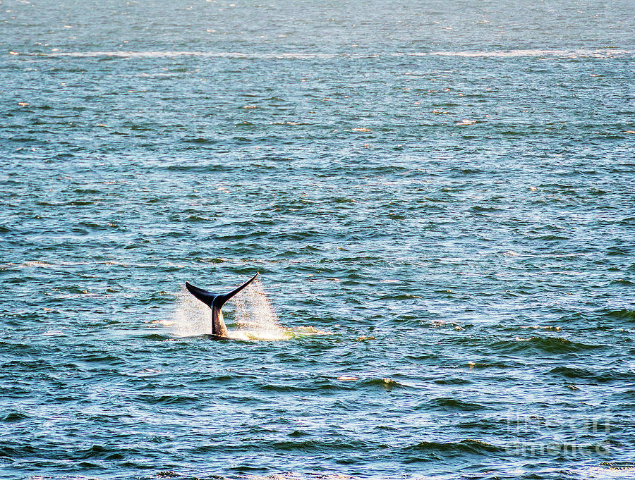 Whale Tail In Ocean Photograph