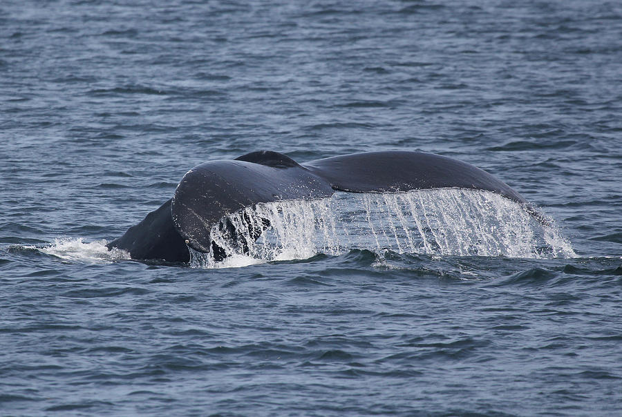 Whale tail Photograph by Kaegan Shepherd - Fine Art America