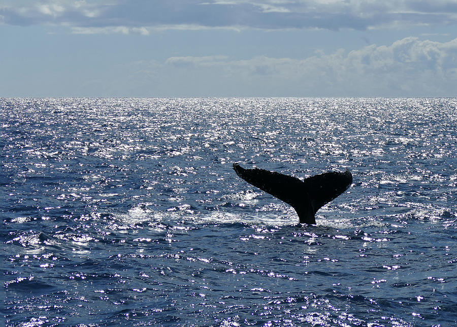 Animal Photograph - Whale Tail by Maryse Jansen