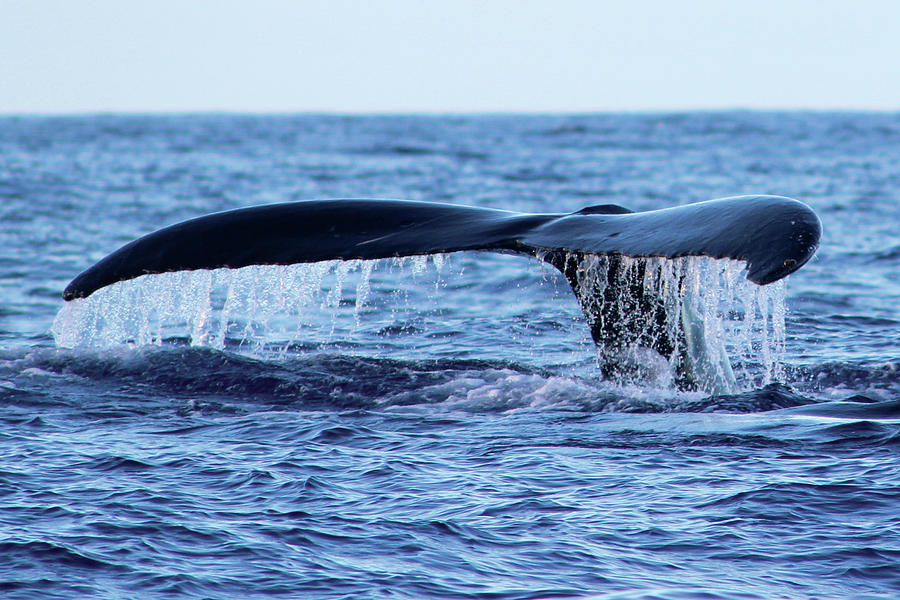 Whale Tail Maui 2 Photograph by Robert Voorheis - Fine Art America