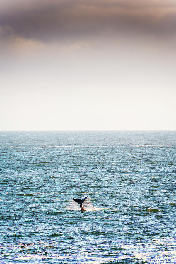 Whale Tail On Horizon Photograph