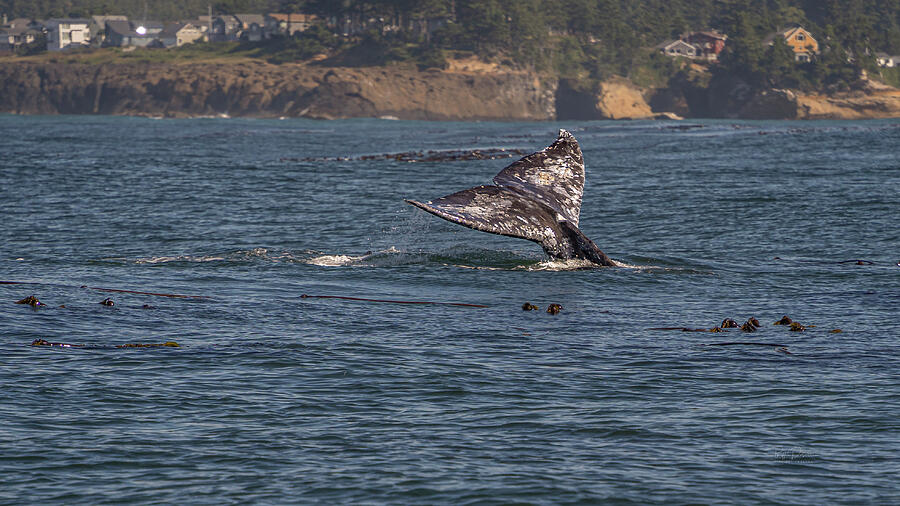 Whale Tail Splash Photograph by Bill Posner Whale Tail Splash Photograph by Bill Posner