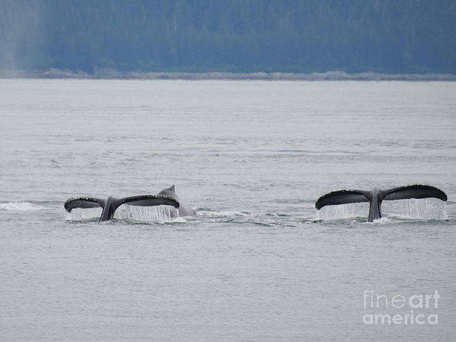 Whale Tails Photograph by Adrienne Franklin