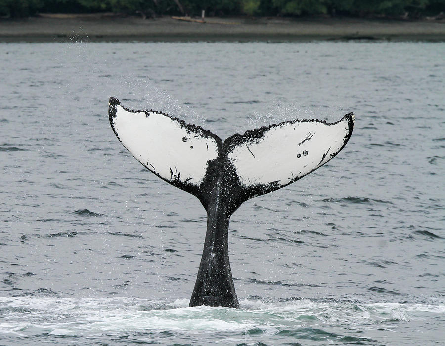 Whale Tale Photograph By Janine Harles