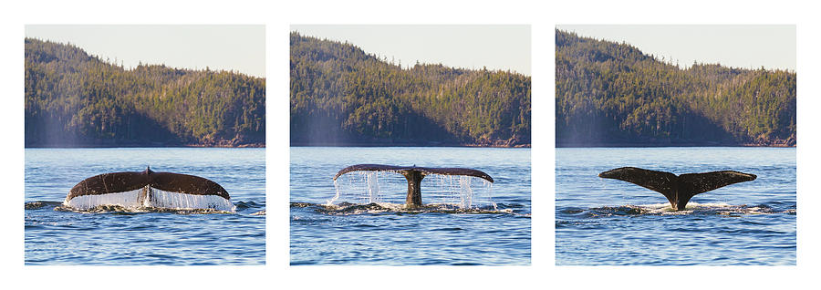 Whale Tale Trio Photograph by Michael Rauwolf