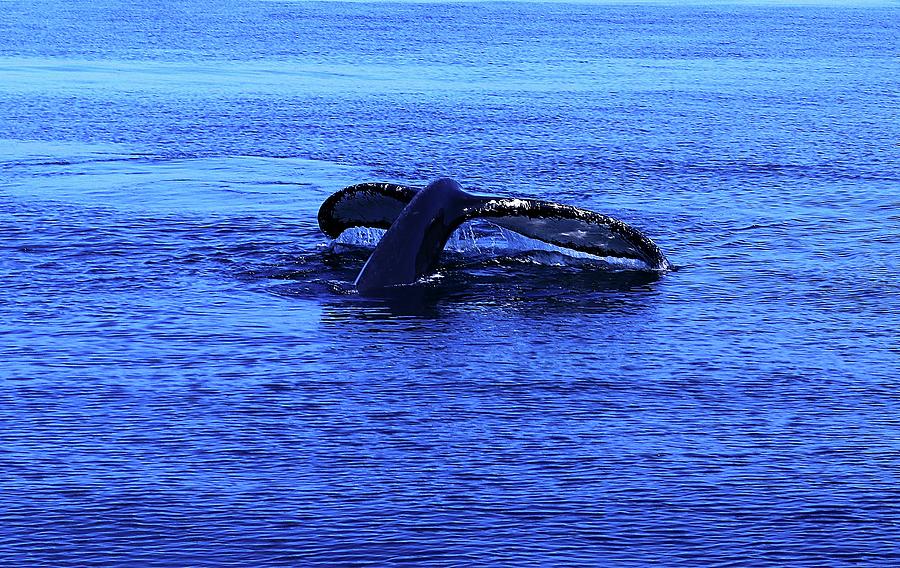 Whale Watching 7 Photograph