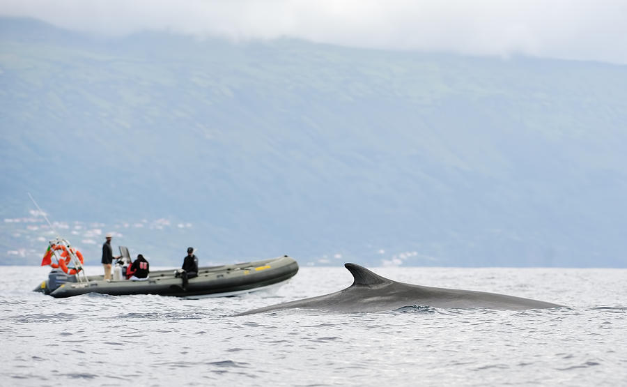 Whale Watching At The Azores Photograph by Freder