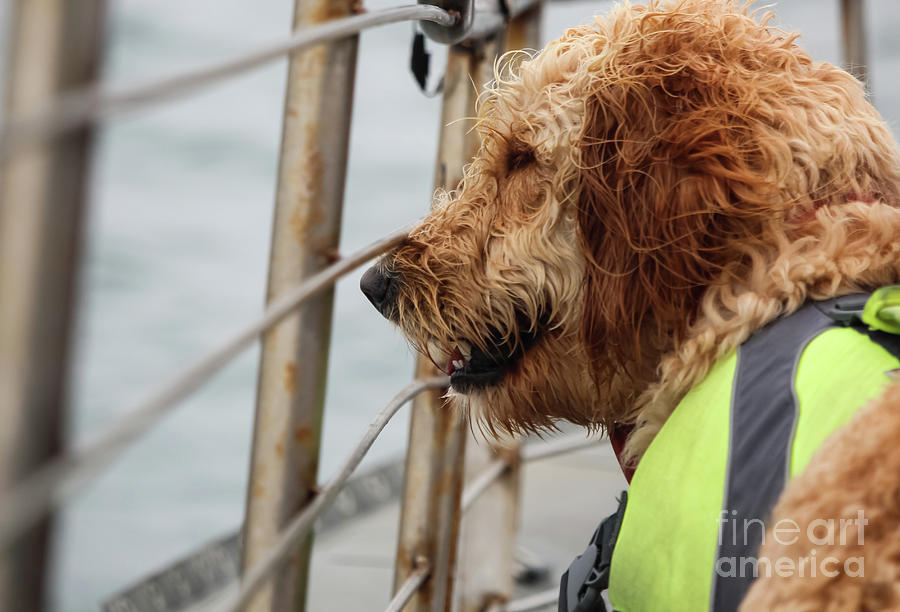 Whale Watching Dog Photograph by Suzanne Luft