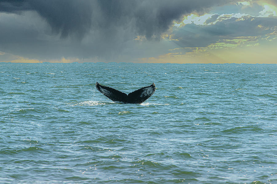 Nature Photograph - Whale Watching by Pete Federico Nature Photograph - Whale Watching by Pete Federico