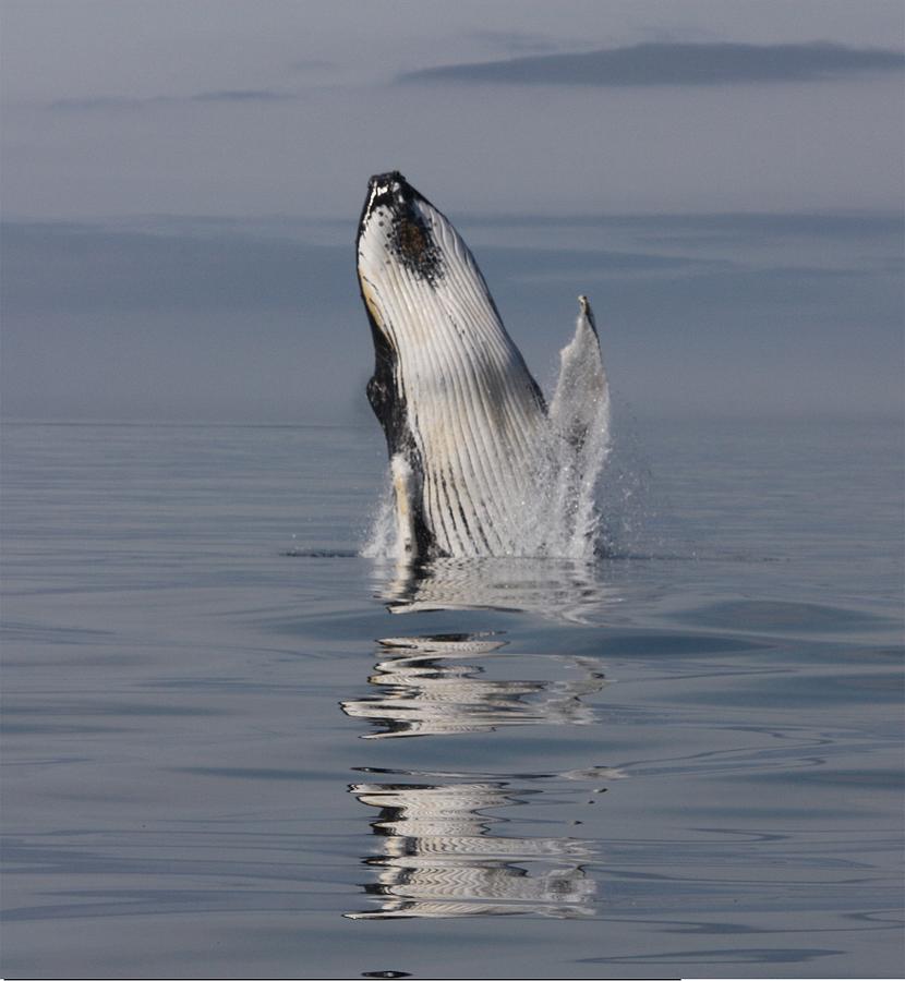 Whale Wave Photograph by David Matthews