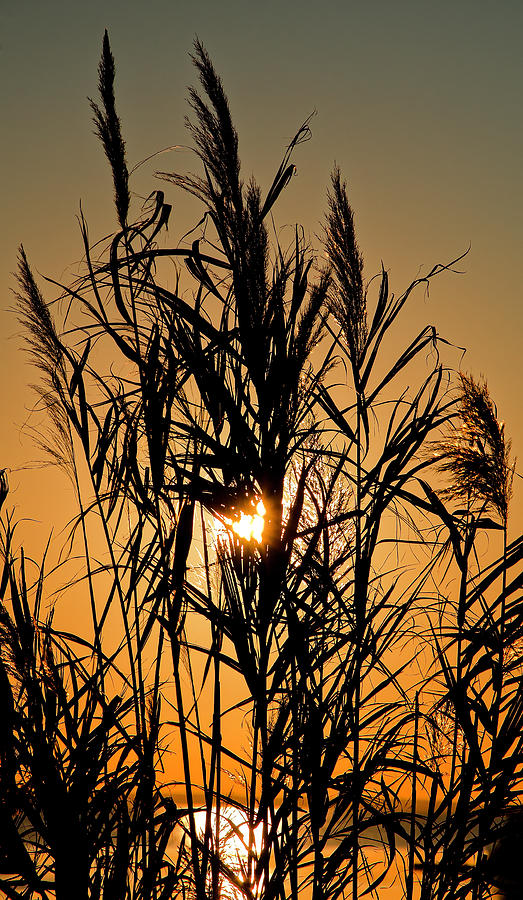 Whalehead Sunset And Grass_01 Photograph