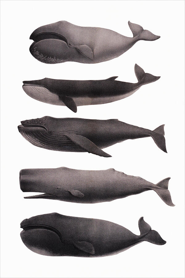 Whales, 1874 Drawing by Charles Melville Scammon - Fine Art America