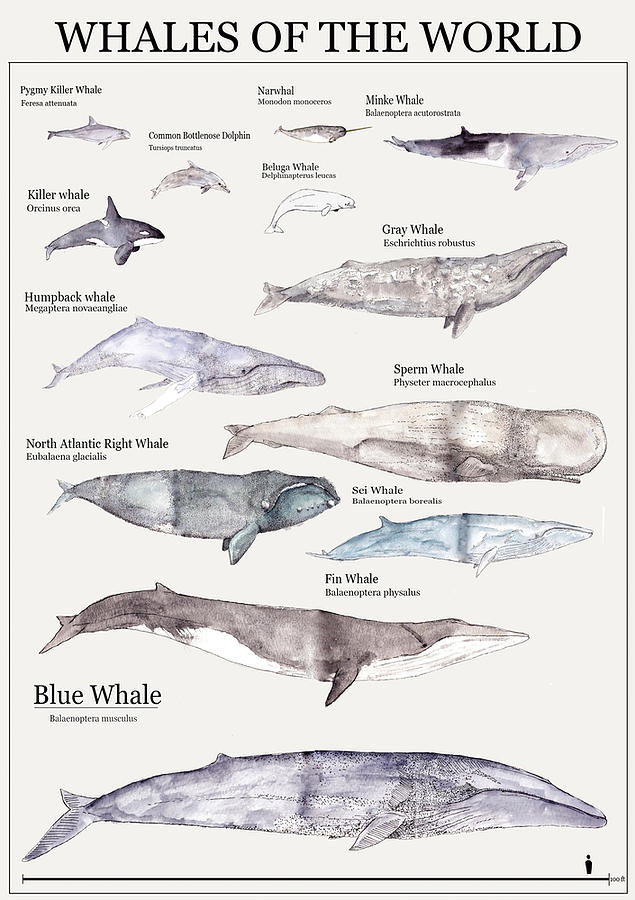 Whales of the World Poster Painting by Knight Powell | Fine Art America