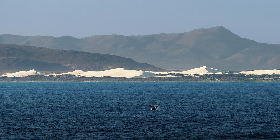 Whales Off the Coast of South Africa II Photograph by William Dickman