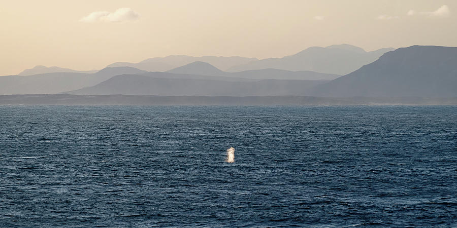 Whales Off the Coast of South Africa III Photograph by William Dickman