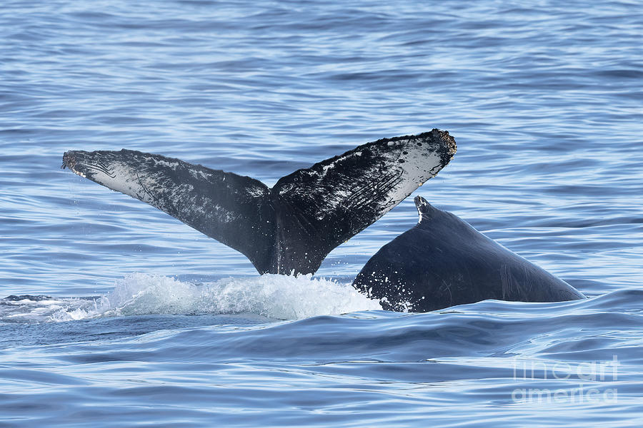 Whales Playing Photograph by Loriannah Hespe
