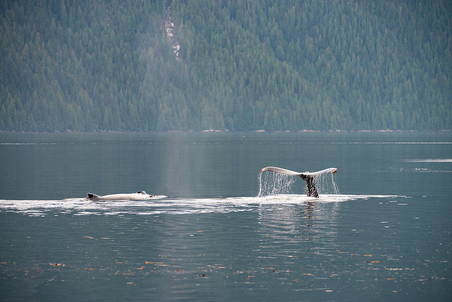 Whales Swimming Photograph by Bill Cubitt