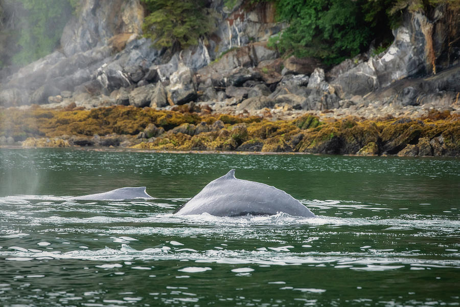 Whales Swimming in Icy Strait Photograph by Robert J Wagner