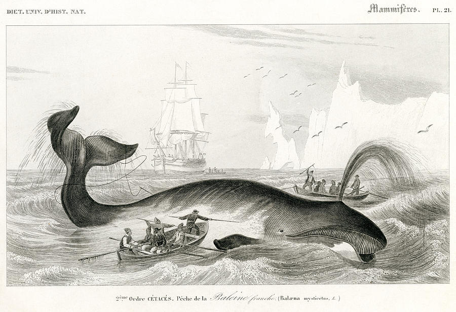 whaling, historic Illustration, 1849 Drawing by Goldhafen