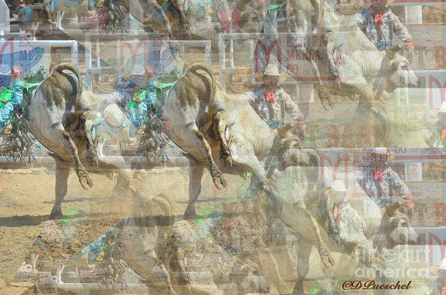 What A Bull Rider Sees After Being Thrown Photograph by Debby Pueschel