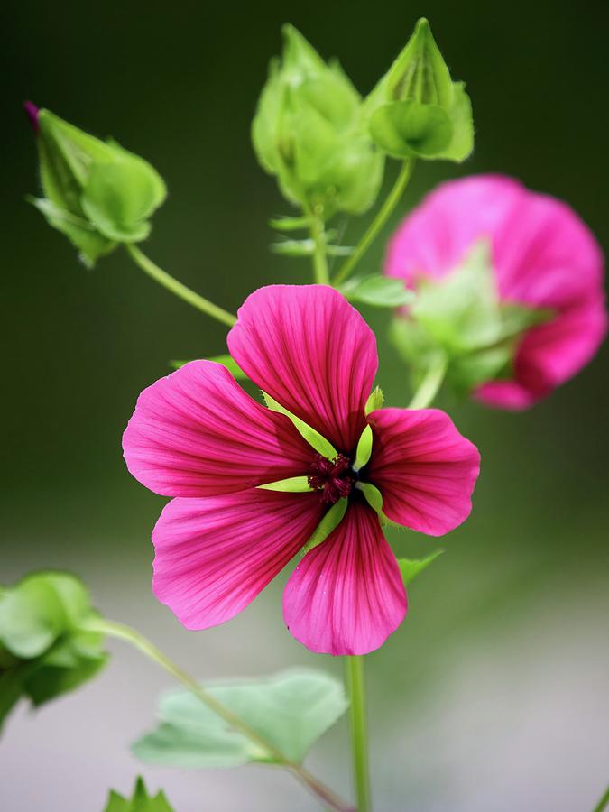 Flowers Still Life Photograph - What a color. Large-flowered mallow wort by Jouko Lehto