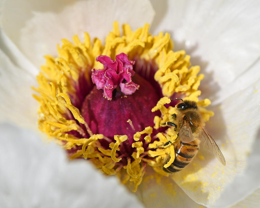 What A Feast - Honey Bee On Tree Peony Flower Photograph by Gill Billington