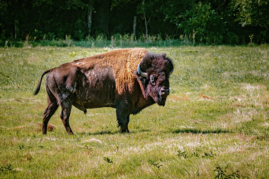 What a Handsome Dude Photograph by Linda Unger | Fine Art America