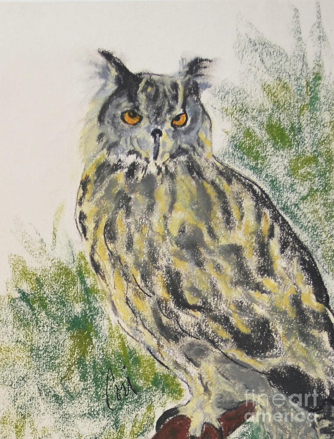 Owl Drawing - What A Hoot by Cori Solomon
