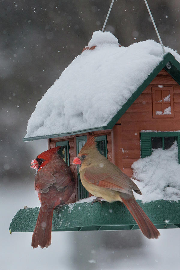 What a Pair Photograph by Mark Salamon - Fine Art America