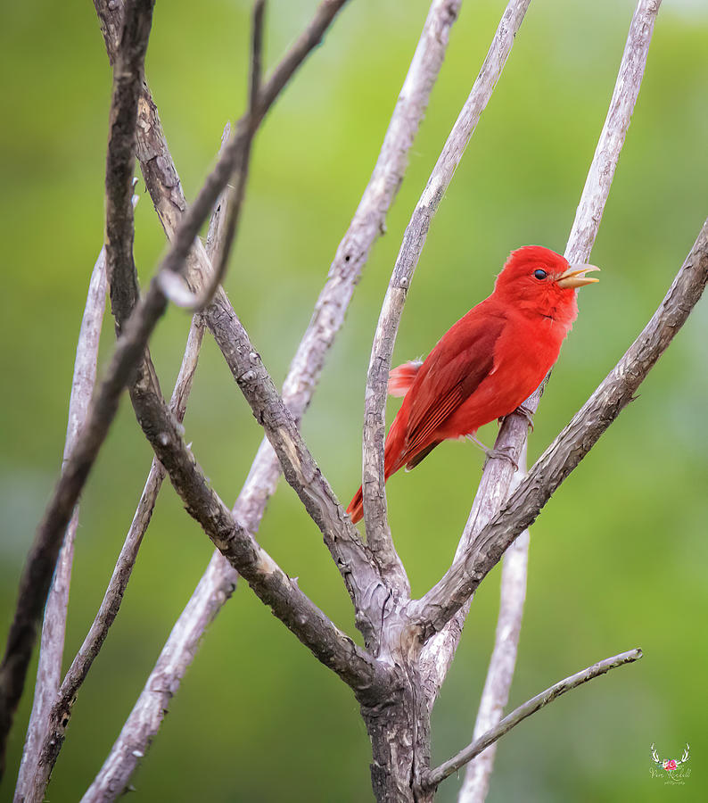 What a Red Photograph by Pam Rendall What a Red Photograph by Pam Rendall