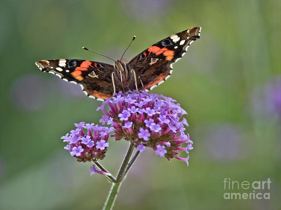 What a wonderful life, butterfly on flower Photograph by Tatiana Bogracheva