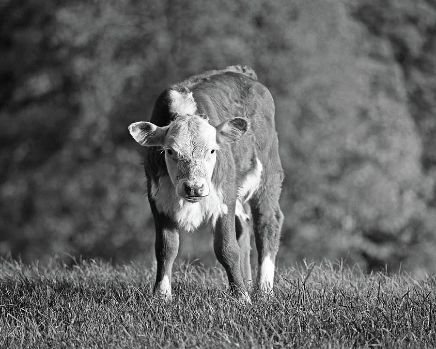 What are you looking at? Jenne Farm Cow Reading Vermont Black and White Photograph by Toby McGuire