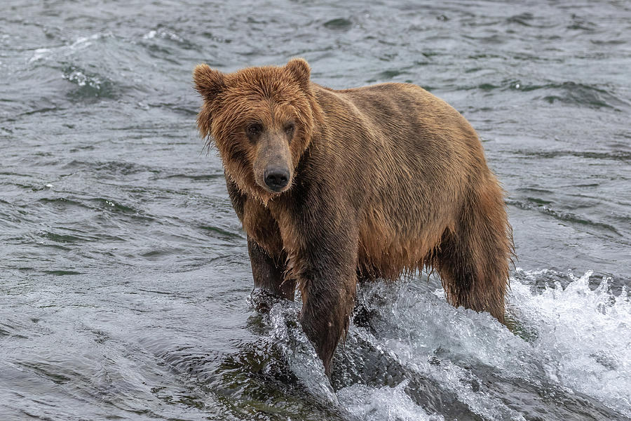 What Current? Photograph by Randy Robbins - Fine Art America