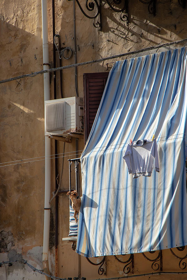 What did I miss? Photograph by Avenue Des Images What did I miss? Photograph by Avenue Des Images