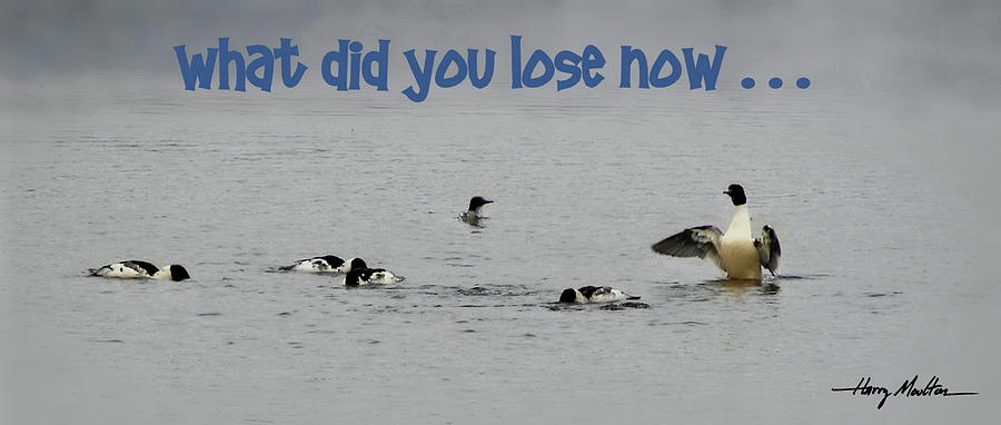 What Did You Lose Now Photograph by Harry Moulton