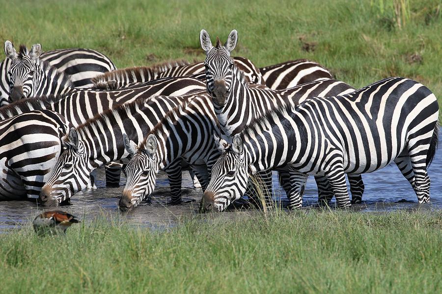 Common Zebra What did you say? Photograph by Debbie Blackman - Fine Art