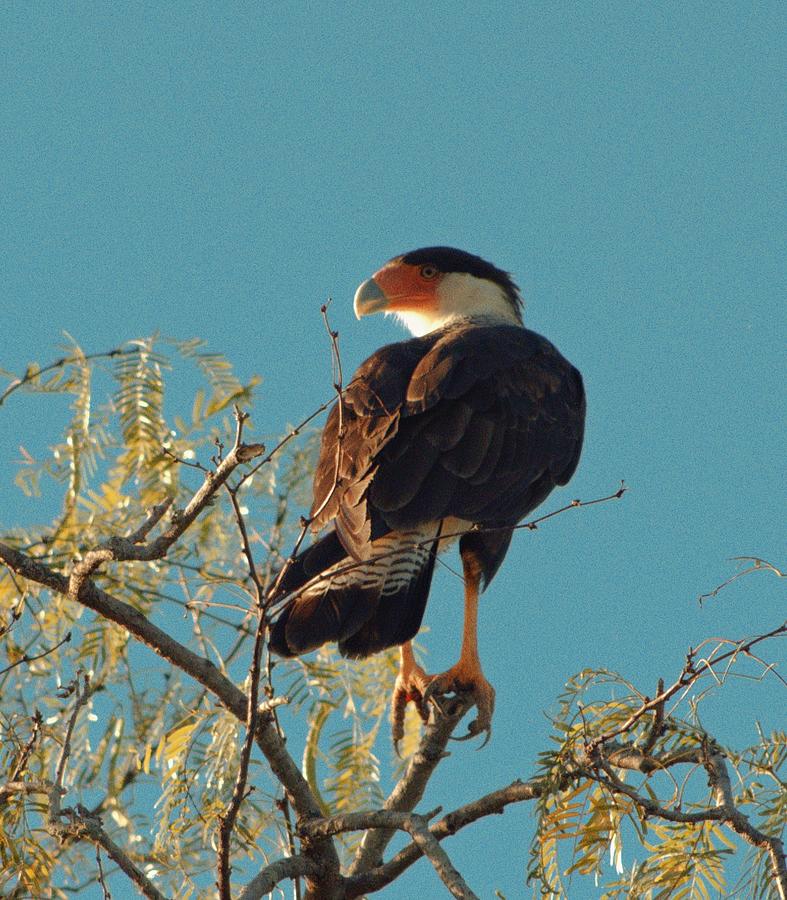 What does the CaraCara see? Photograph by Charlene Adler - Fine Art America