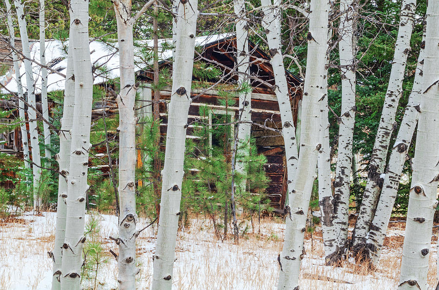 What Happens At The Cabin, Stays At The Cabin. Park County, Colorado Photograph by Bijan Pirnia