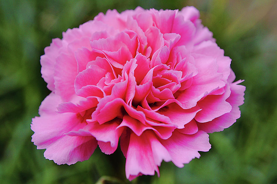 What In Tarnation Carnation Flower Photograph