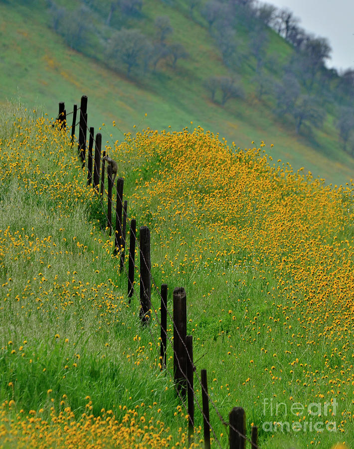 Squirrel Surprise on the Fence and What Lies Over the Hill Photograph by Debby Pueschel