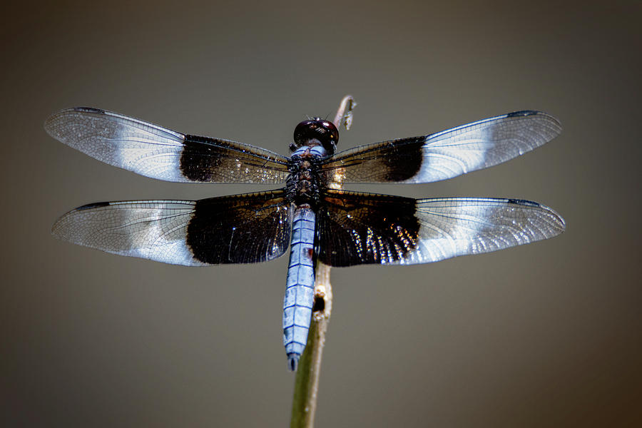 What Lovely Wings You Have Photograph by Ben Zell | Pixels