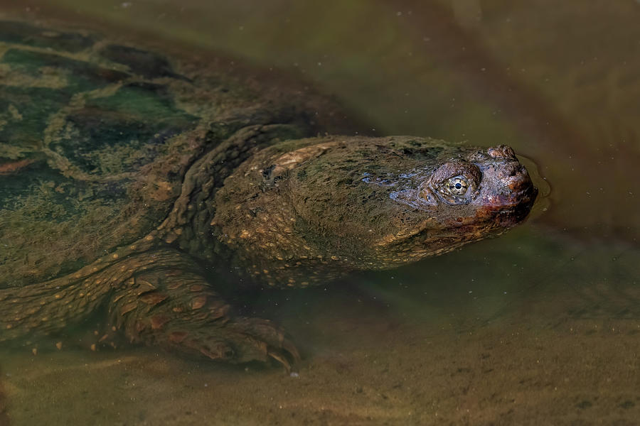 What Lurks Beneath Photograph by Fon Denton - Fine Art America