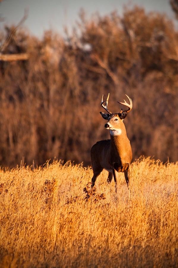 What the buck Photograph by Edgar Estrada