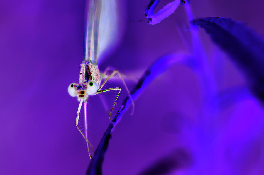 What the Damselfly Sees Photograph by Rich Clewell