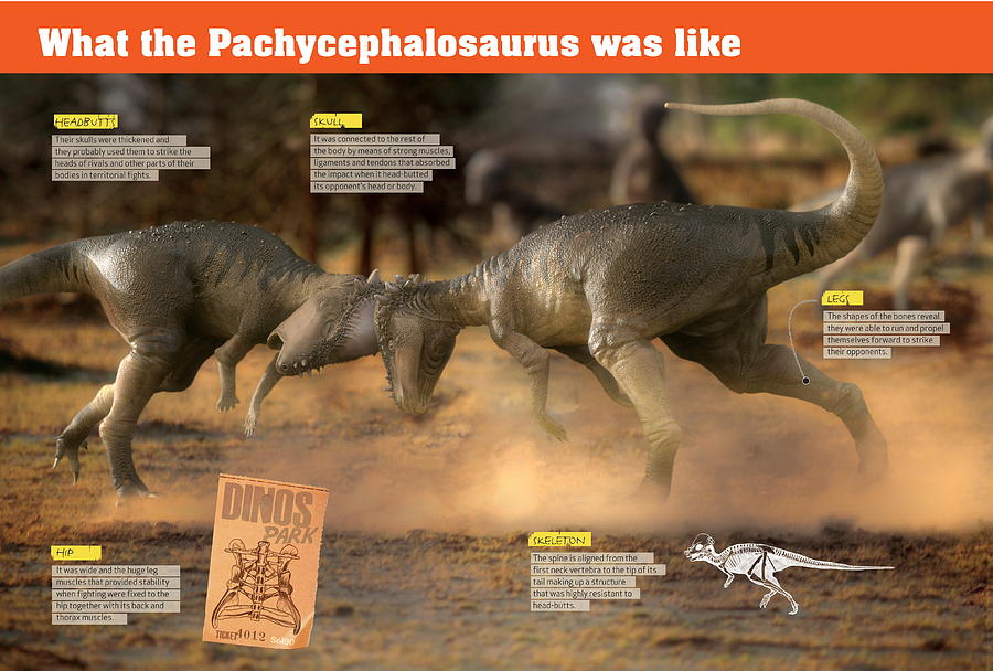 What the pachycephalosaurus was like Digital Art by Album